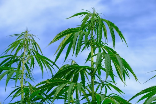 The Savvy Shopper’s Guide To Choosing the Right Weed Store